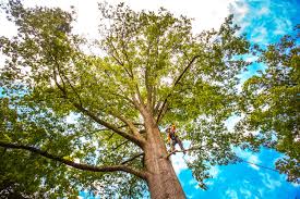 Best Tree Disease Treatment  in Bangor, WI