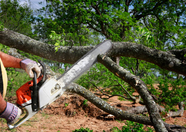 How Our Tree Care Process Works  in  Bangor, WI